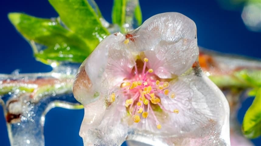 Frio intenso traz alerta para fruticultura