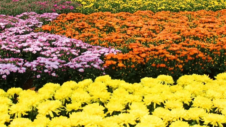 Floricultores temem descarte da produção