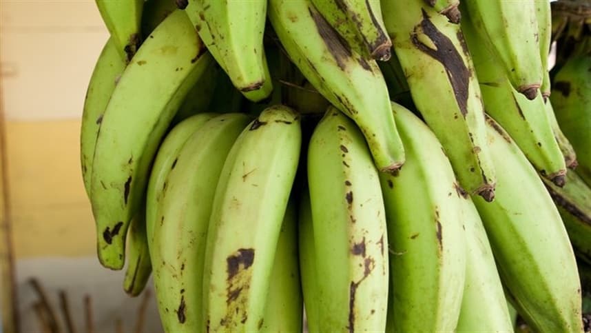 Emater desenvolve mudas de banana marmelo com alta produtividade