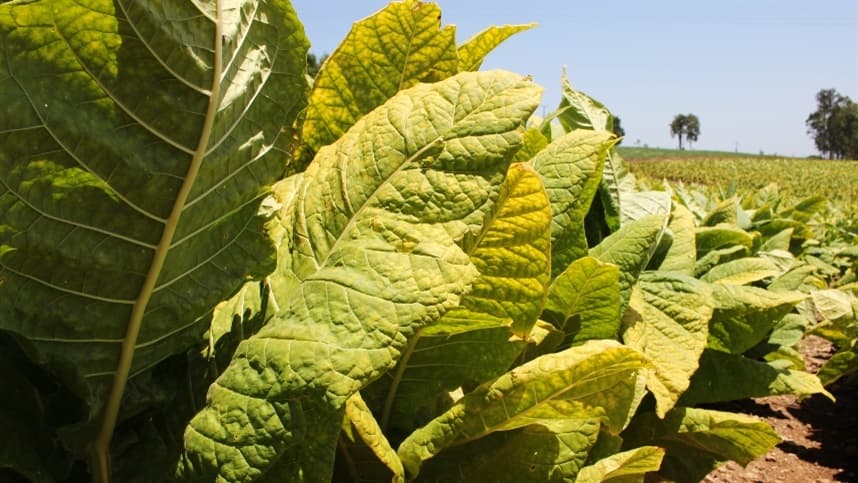 RS: tabaco é tema de seminário na 26ª Expofeira Nacional da Cebola em Ituporanga 