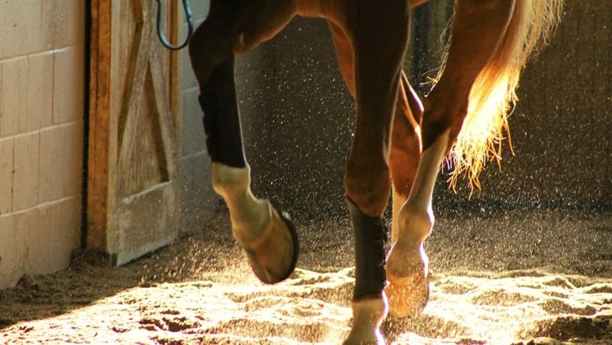 Saúde dos cascos é essencial para o sucesso de cavalos atletas