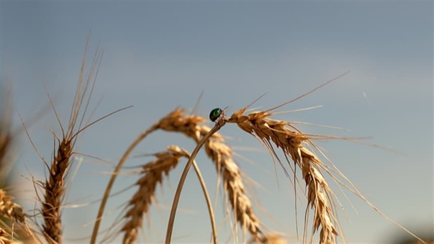 Reino Unido aprova teste de trigo editado pelo genoma