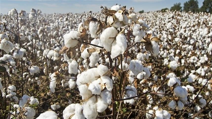 Produção global de algodão cresce 1,12%
