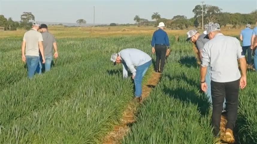 Potencial do trigo tropical é apresentado a técnicos de cooperativas de SP e do Sul do Brasil na Embrapa Cerrados