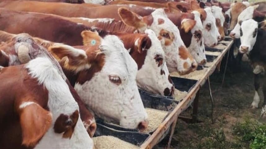 Sem vacinação estados devem reforçar defesa 