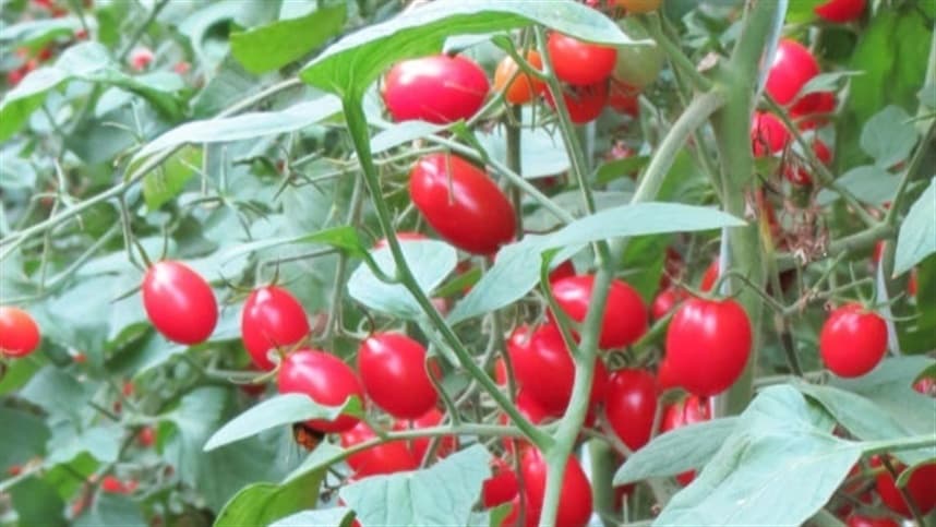Embrapa Hortaliças leva cultivares ao público na Feira Brasil na Mesa