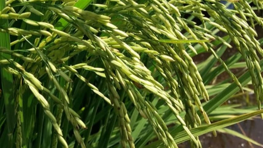 RS: entidades promovem em Viamão primeira colheita do arroz