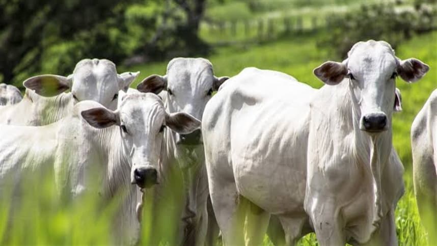 Acre supera média nacional e registra alta de 14,3% no abate de bovinos, com mais de 644 mil cabeças