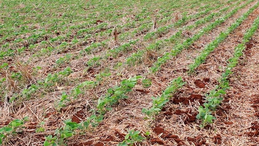 Manejo inteligente no pré-fechamento das entrelinhas da soja é foco da UPL