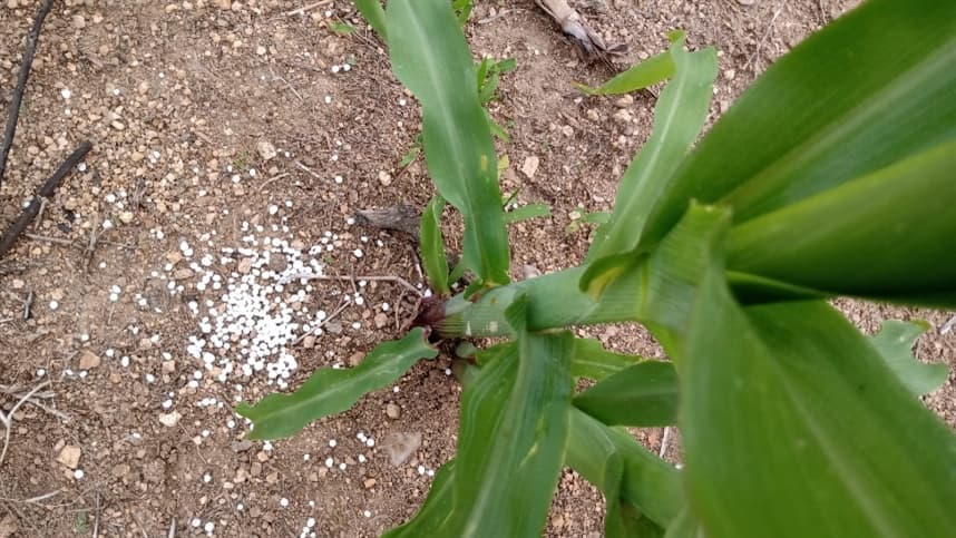 Garantia russa ameniza crise de fertilizantes