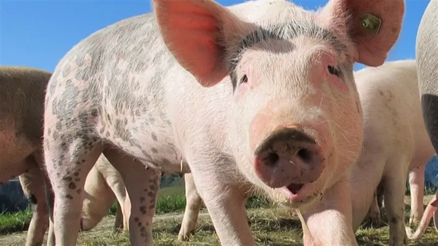 Exportações de carne suína batem recorde em 2019