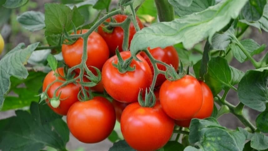 Tomate em estufa mantém boa qualidade no RS