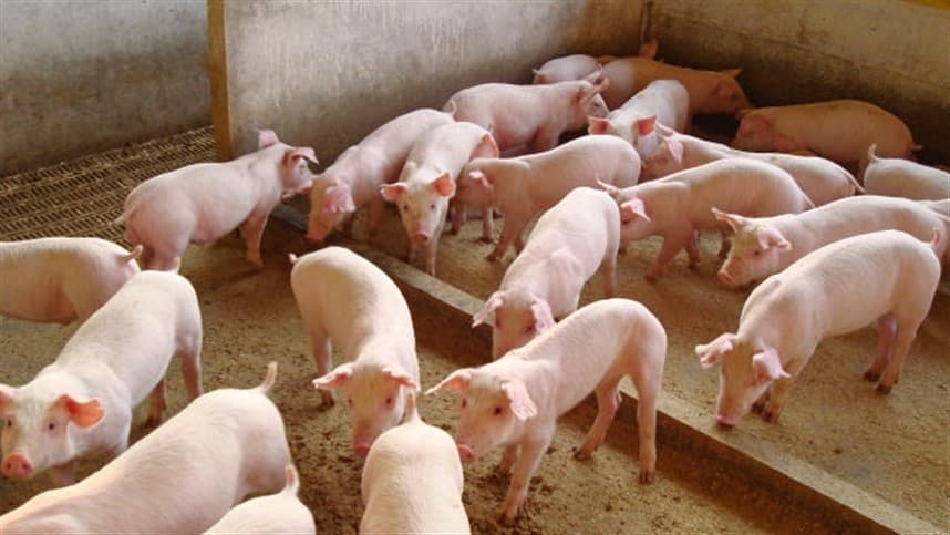 SUÍNOS: Cotação do vivo integrado supera valor no mercado independente