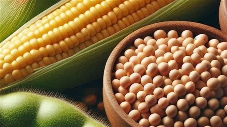 Possibilidade de “Super El Niño” acende alerta no campo e exige planejamento antecipado para safra 2026/27