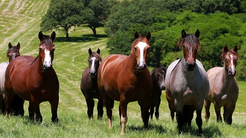 ABCCC registra crescimento nos números de registros de animais em 2021