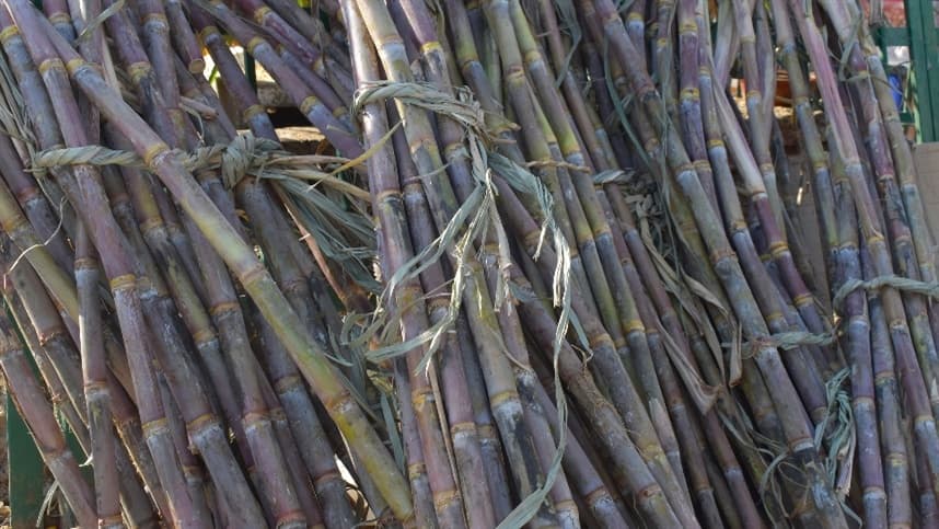 Brasil gera R$ 84 bilhões em produtos de biomassa