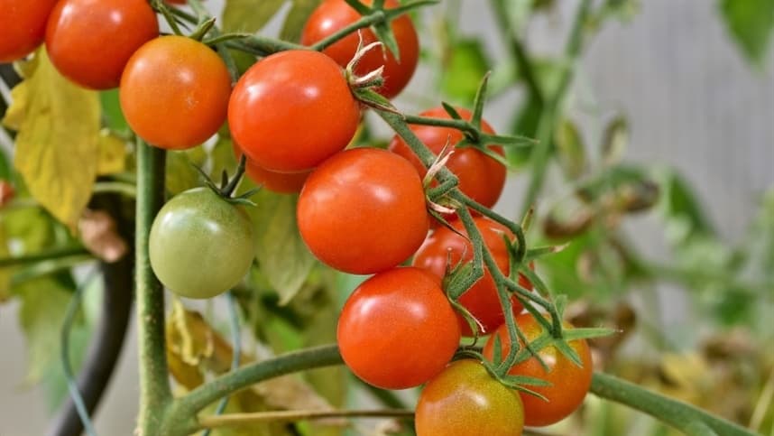 Acadêmicos desenvolvem tomate orgânico 