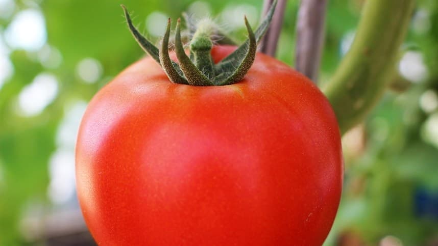 Biofertilizantes no tomate