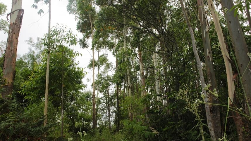 Produtos florestais representam 23% das exportações de MS com faturamento de US$ 620 milhões