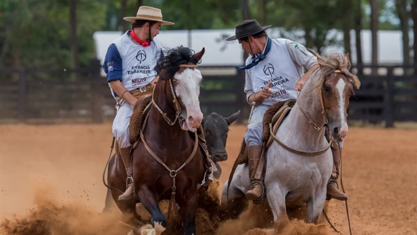 Tradicional evento do Cavalo Crioulo em São Paulo é retomado nesta semana