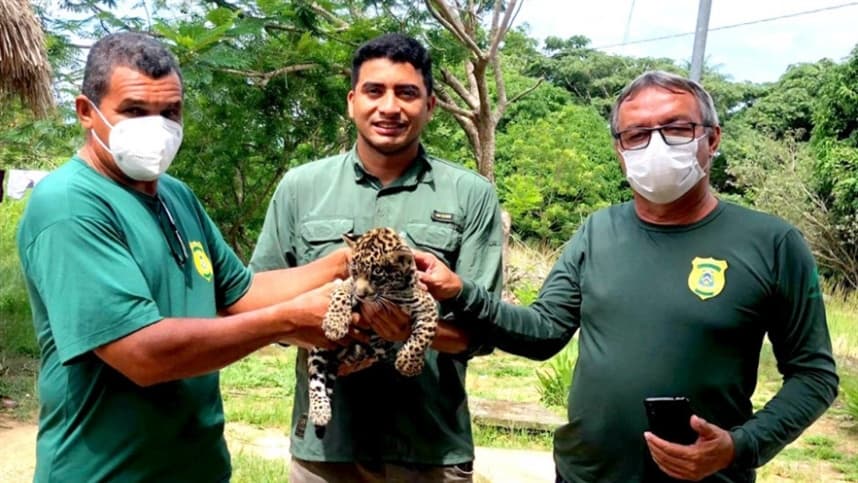 TO: filhote órfão de onça-pintada é resgatado em Santa Fé do Araguaia