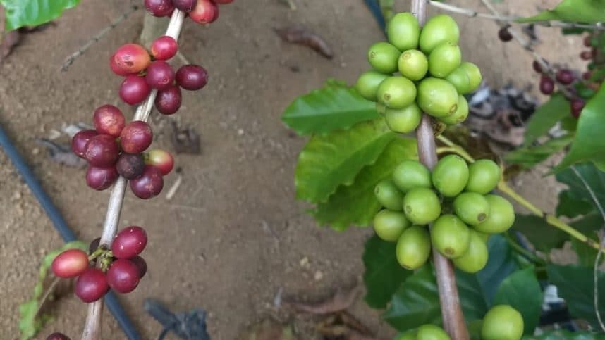 A colheita do café
