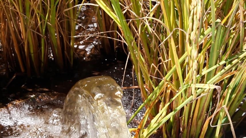 Avanço da semeadura do arroz no RS