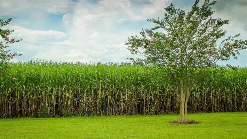 Fertilizantes podem aumentar produtividade em 30%