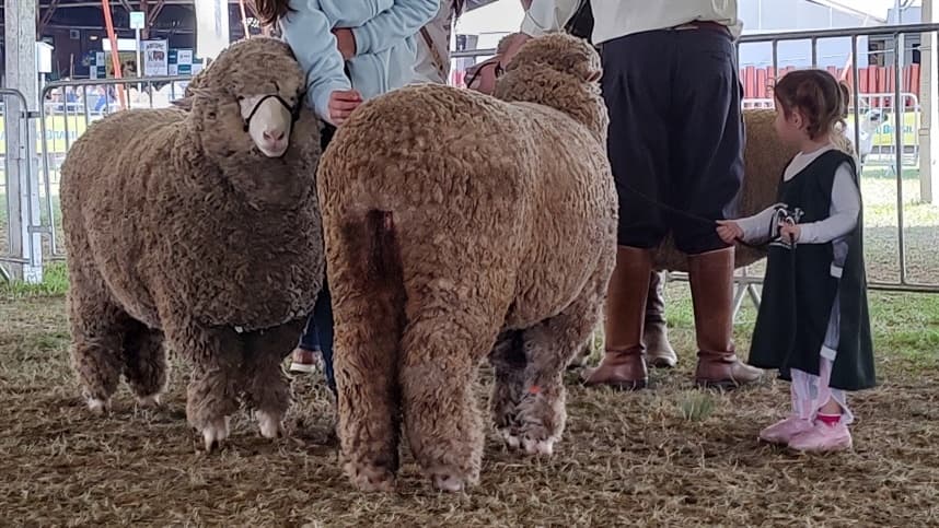 Puxador do Futuro leva pequenos criadores à pista dos ovinos