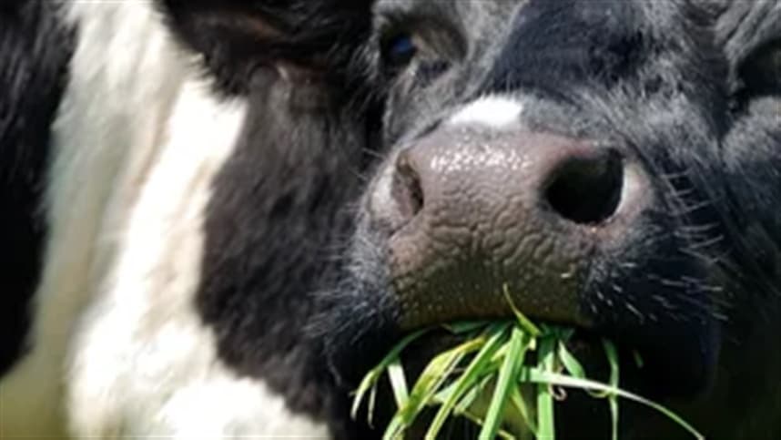 'Vaca louca' é caso isolado e exportações devem reabrir