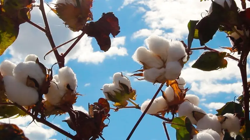 Protótipo de colheitadeira de algodão beneficiará agricultores familiares do Brasil e AL