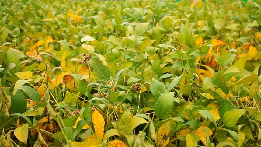 Aplicações aéreas visando o controle da Ferrugem da Soja (Phakopsora packyrhizi)