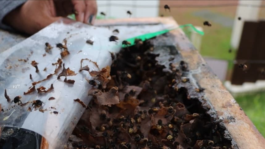 Fungicidas podem afetar fungos essenciais a abelhas sem ferrão