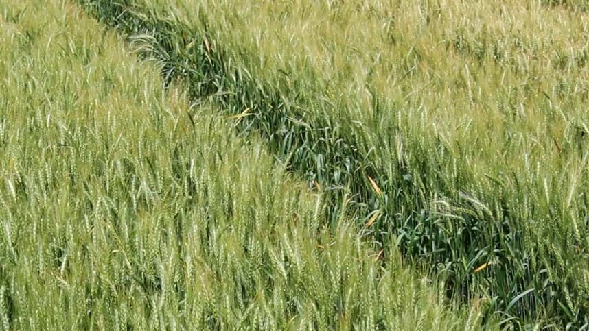 Nova montagem do genoma para o cultivar de trigo 'Fielder'