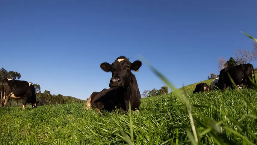 Como o trigo aumenta a produtividade e gera mais lucro na propriedade pecuária