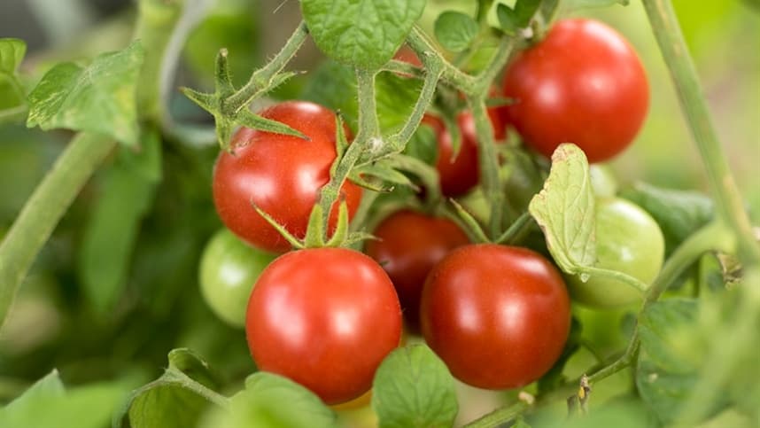 A importância da adubação no tomate
