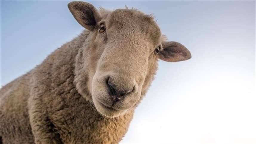 Fenasul Expoleite 2026 supera número de animais inscritos