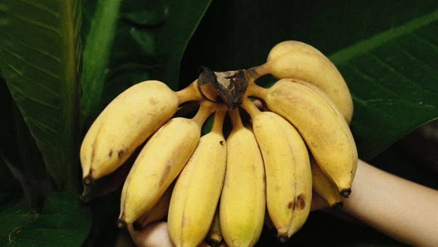 Banana: atrasos no fornecimento de mudas preocupam produtores