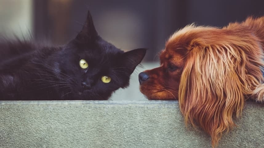 Veja quais cuidados podem prolongar a vida do seu pet