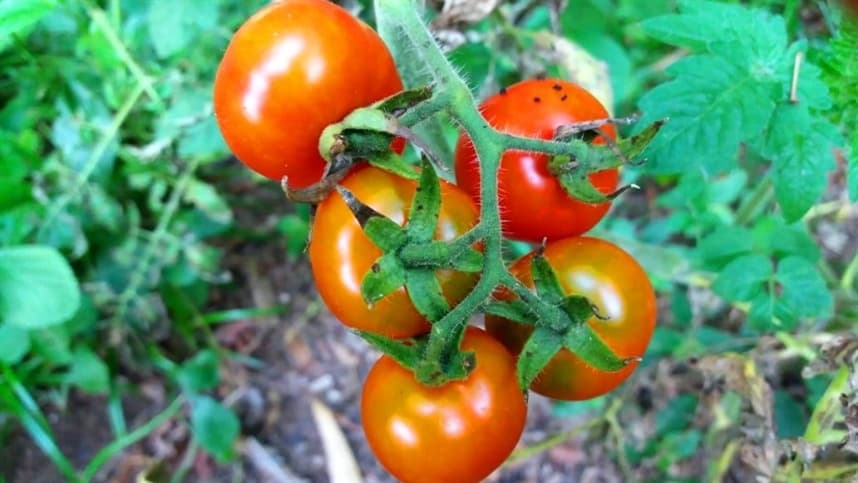 Tomate Evimeria é aposta de produtores