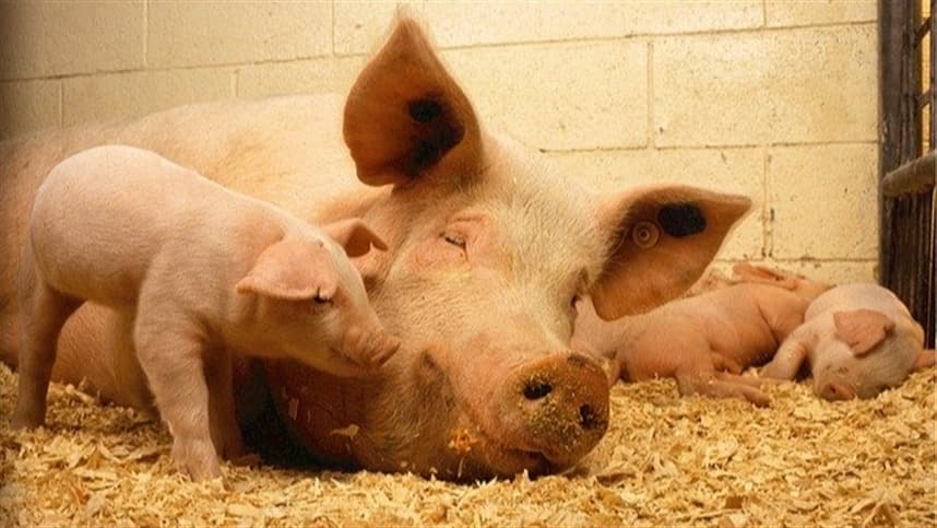 Boehringer Ingelheim cresce 4% no semestre