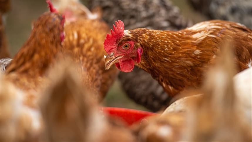 Frango resfriado supera carne suína após mais de 20 anos