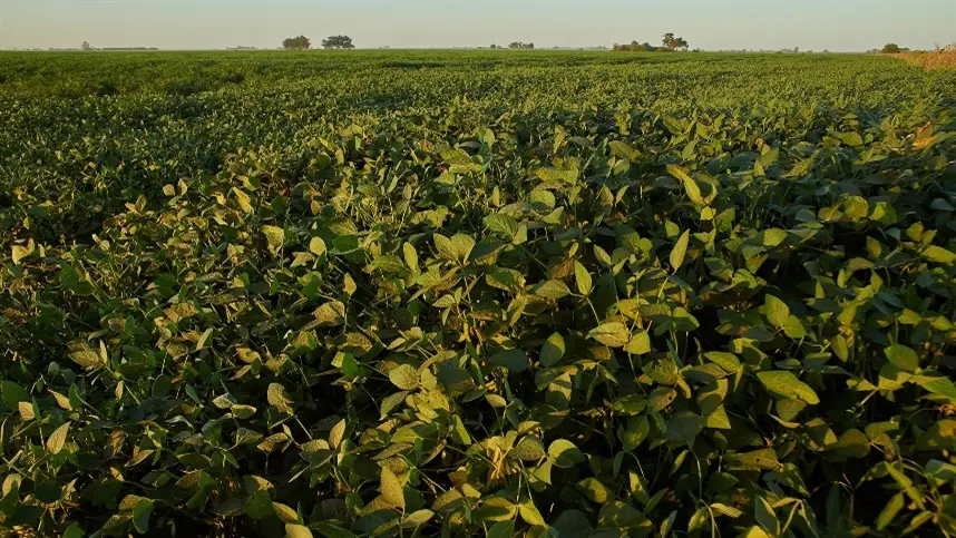 Soja: dessecação antecipada ajuda a reduzir plantas daninhas