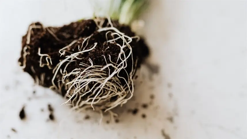 Como as raízes absorvem nutrientes? Como os nutrientes são transportados para a planta? Entenda!