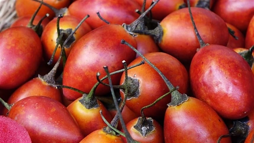 Preço do tomate dispara em janeiro