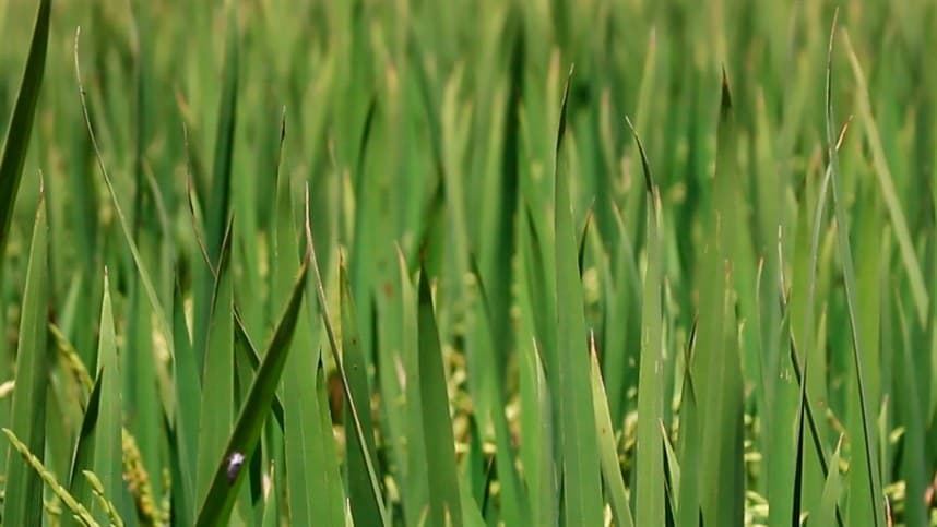 Arroz requer cuidados na semeadura