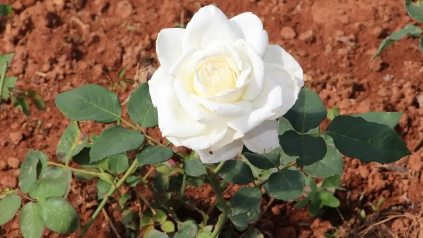 Epamig promove dia de campo sobre flores comestíveis