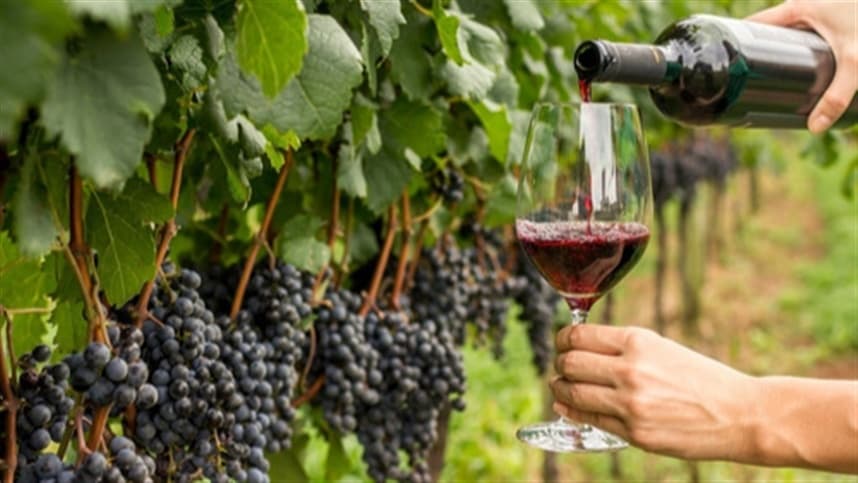 Anuário do Vinho: veja os principais números do setor no Brasil