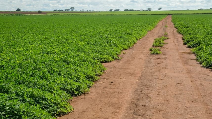 "Magnum já vem demonstrando sua eficácia na produção de algodão, batata, citros, soja e tomate"