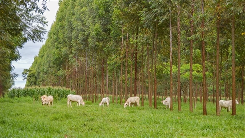 Árvores em sistema integrado acumulam mais carbono